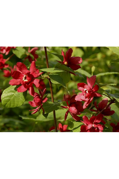 Calycanthus floridus Hartlage Wine весной